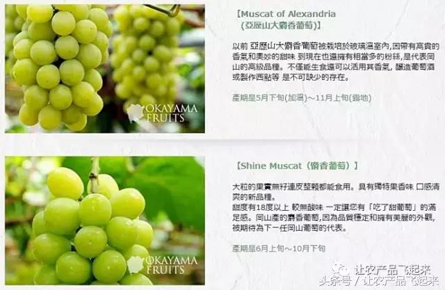 晴王葡萄真的有那么贵,带你了解麝香鼠的真相