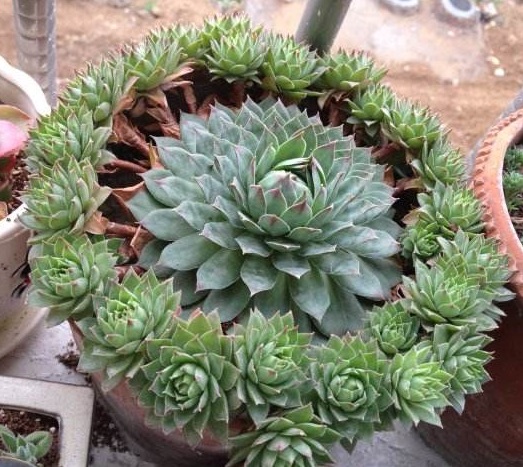 养多肉观音莲注意事项,养观音菩萨注意事项