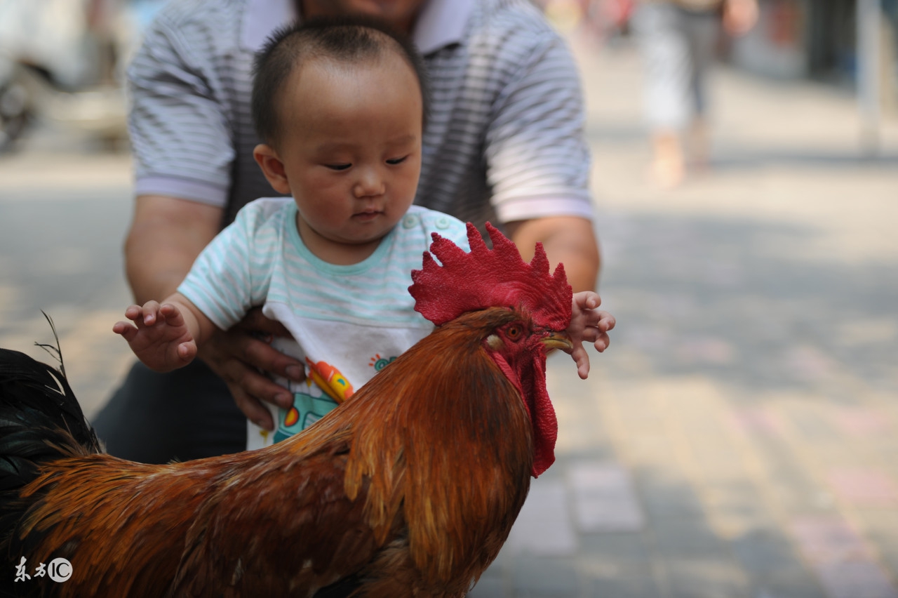 蛋鸡法氏囊会不会影响产蛋,蛋鸡病后产小蛋