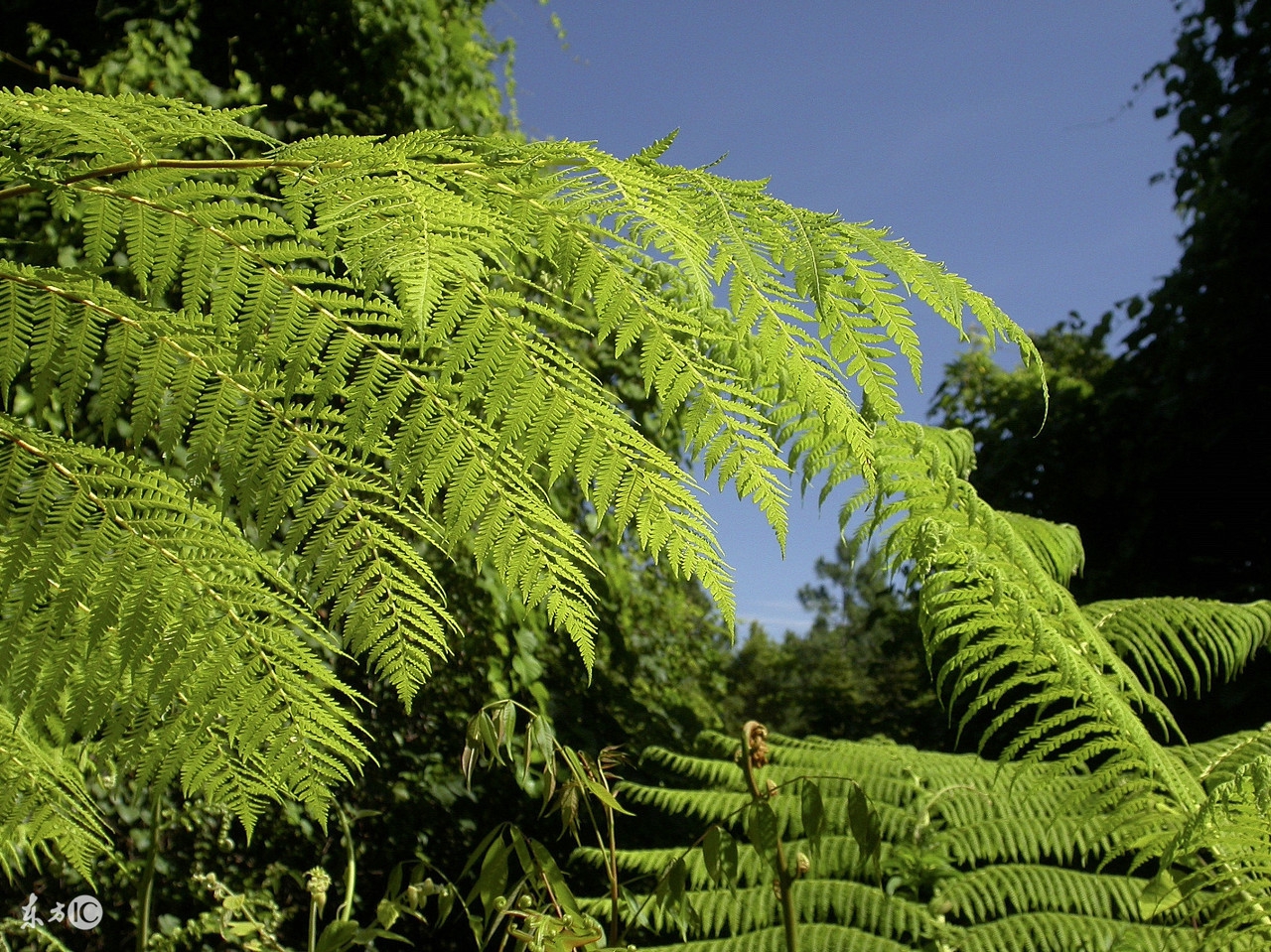 宽容分两种伪宽容和真宽容,宽容是谅解忍耐是蛰伏