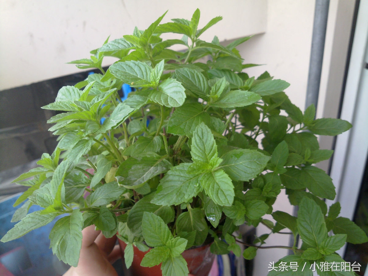 什么品种的猫薄荷最好,猫咪薄荷哪种最好用