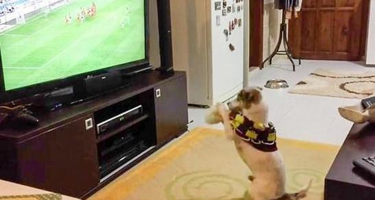 宠物狗兴奋的跟疯了一样,狗蹦蹦跳跳很激动