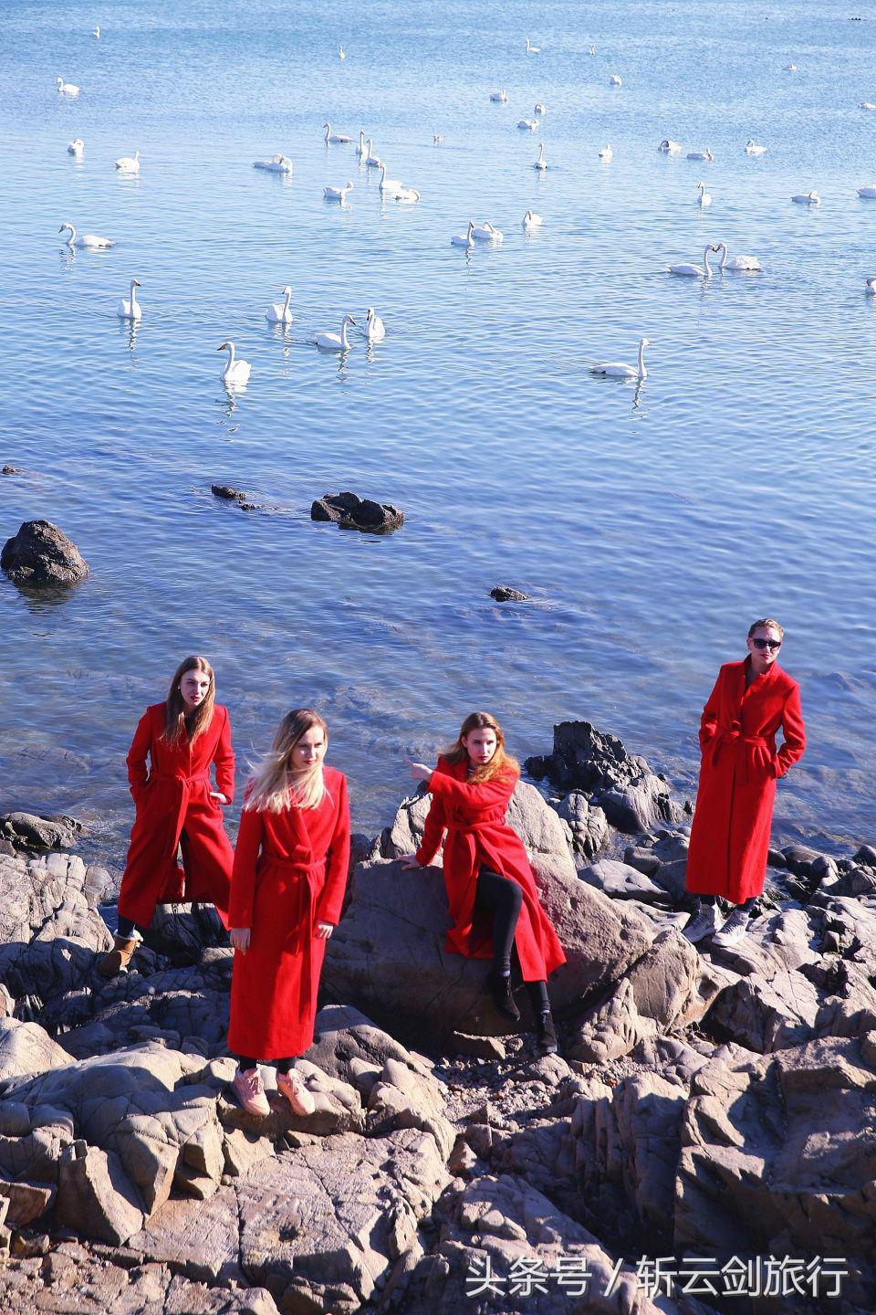 荣成烟墩角天鹅拍摄机位,世界最大天鹅