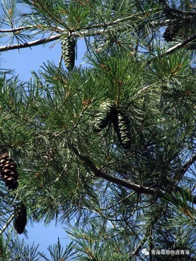 青海孟达天池门票多少,青海孟达天池景区全图