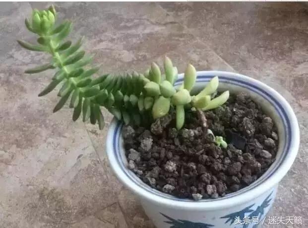 多肉，你小时候的样子太萌了，可千万别长大，长残