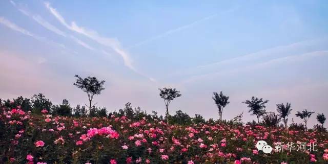 这条飘扬在河北大地的锦绣玉带,真是美爆了