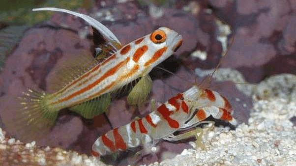 虾虎鱼吃什么鱼,所有枪虾都会和虾虎鱼共生吗