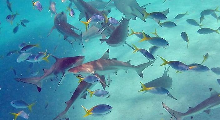 帕劳旅游最美风景攻略,帕劳旅游攻略自由行