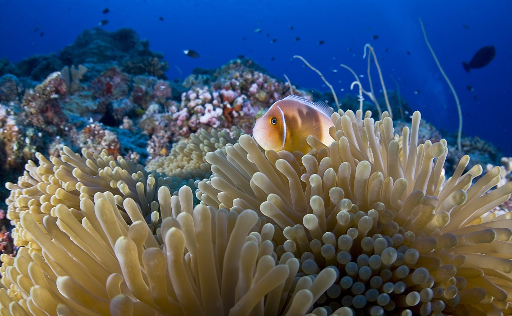 帕劳旅游最美风景攻略,帕劳旅游攻略自由行