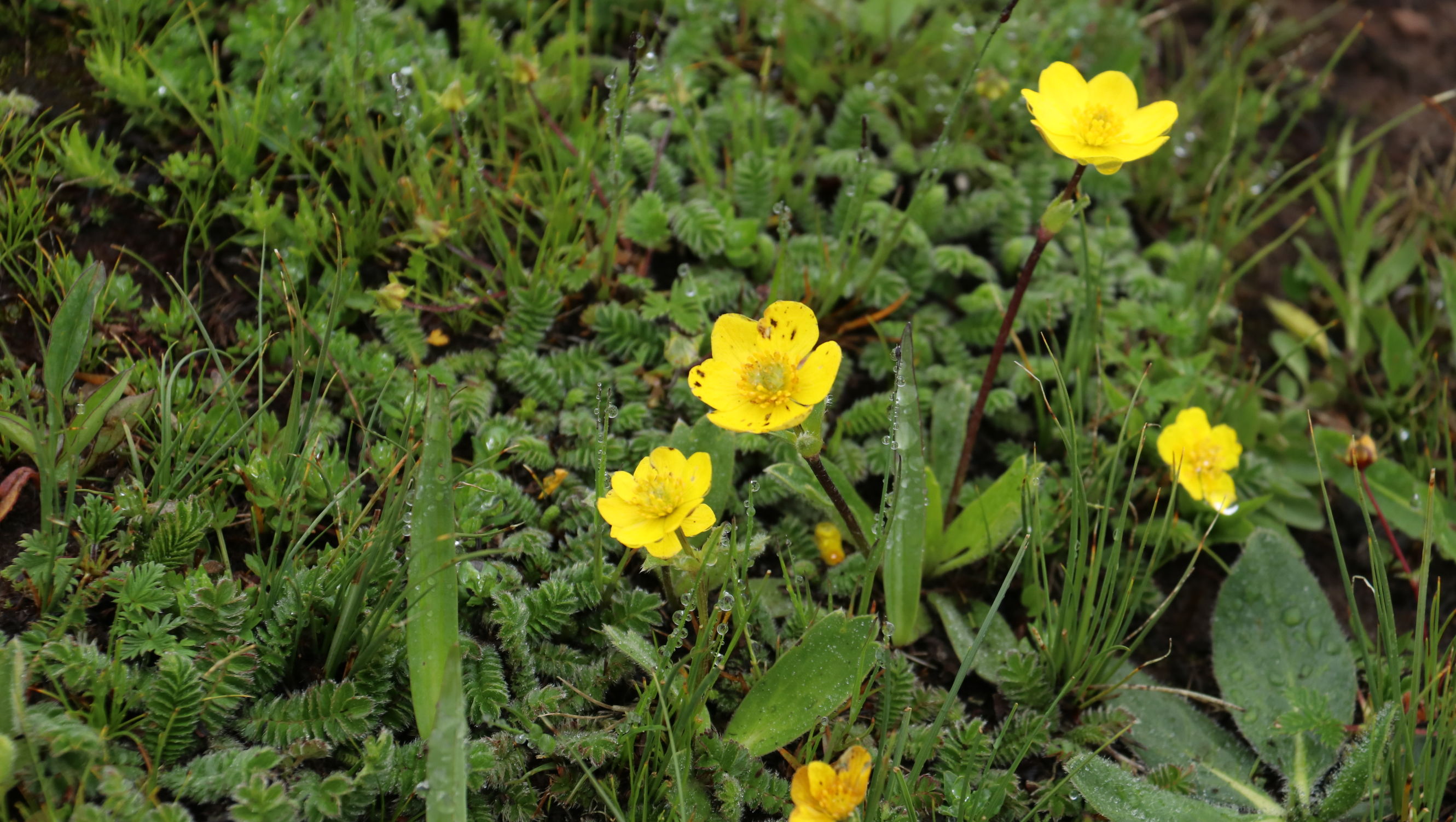 川藏自驾游巴塘至芒康,西藏芒康至丽江泸沽湖旅行