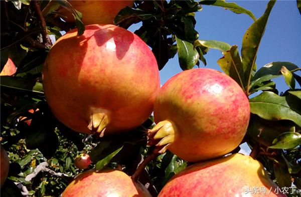 正宗突尼斯软籽石榴10斤新鲜当季,送礼必备佳品突尼斯软籽石榴