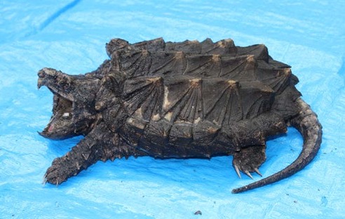 小鳄龟苗怎样养绿毛鳄龟,如何养好鳄龟让鳄龟更凶狠