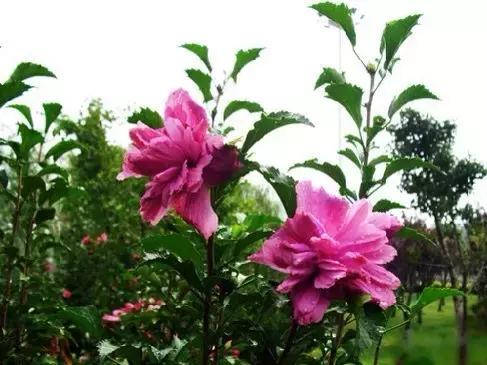 全世界各国的国花有哪些,世界各国国花有哪些