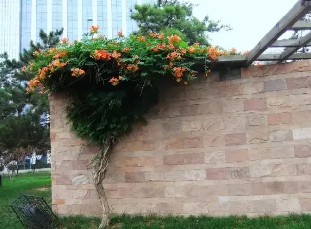 凌霄盆景如何养护,凌霄盆栽植物