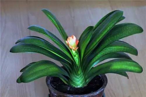 9月不翻盆来年开花少