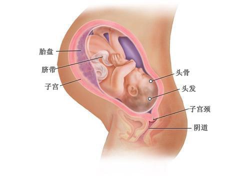 图解:孕三十一周至四十周,孕妈妈准备等待‘天使宝宝’的到来