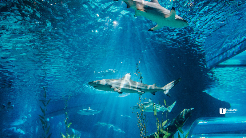 带你一起去泰国看海,回忆那年在泰国踏浪看海