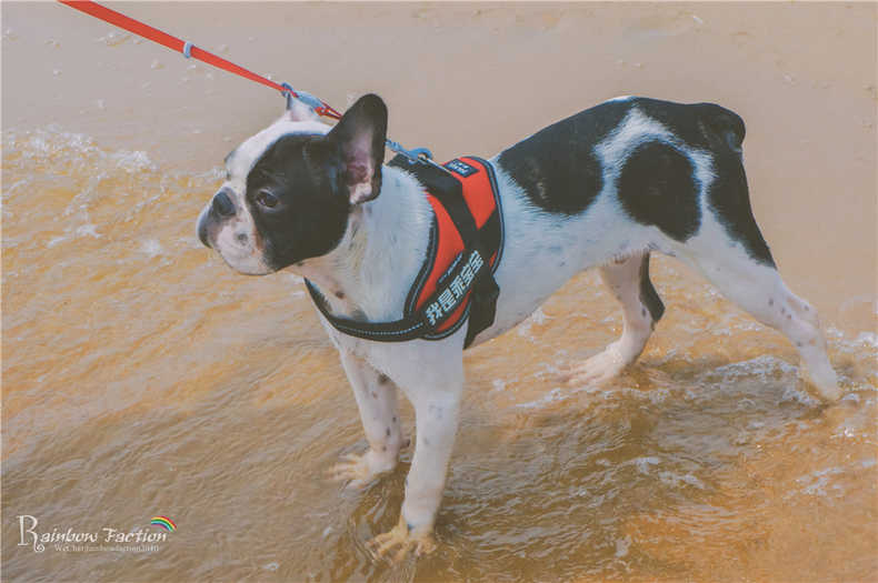 带着狗狗去旅行秦皇岛,带着狗狗旅居