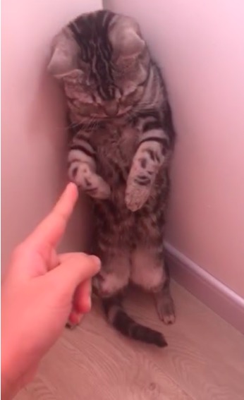 铲屎官你们都怎么养喵?你以为最好养几只喵?