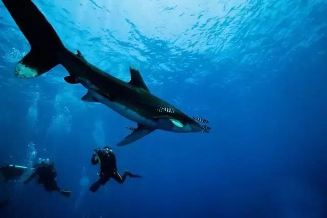 爱上邮轮的十个理由,爱上潜水的理由