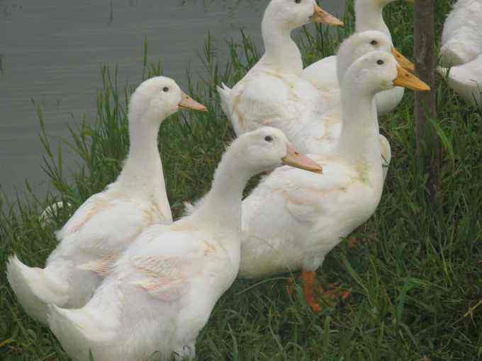 农村养鸭平均一只能赚多少钱,肉鸭养殖的利润与成本真实