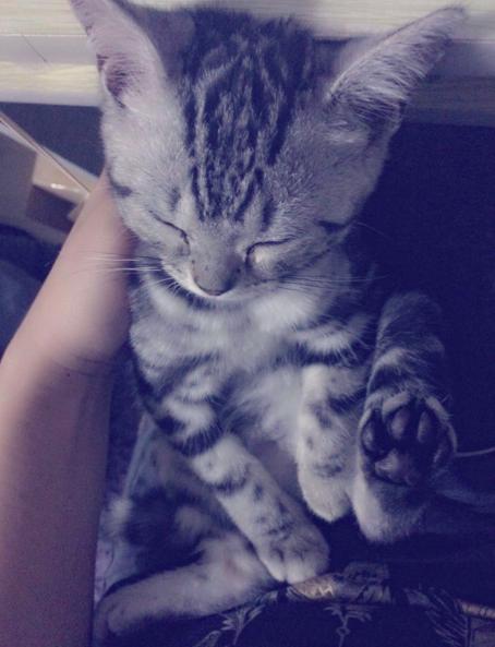 铲屎官你们都怎么养喵?你以为最好养几只喵?