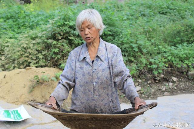 深山老林两口子原始方法打谷子称野猪经常毁坏庄稼到手的太少