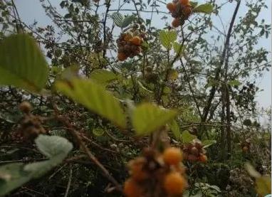 十种生长在你脚边的中草药你天天踩却不知道它还有奇效