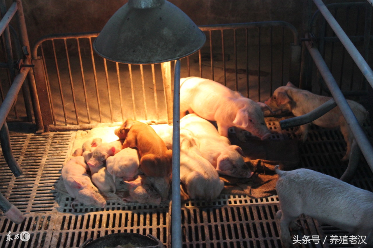 猪病诊断与治疗视频教程,仔猪感染最佳治疗方法