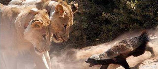 一生都在干架路上的非洲“平头哥”,在这里也只能排第三！