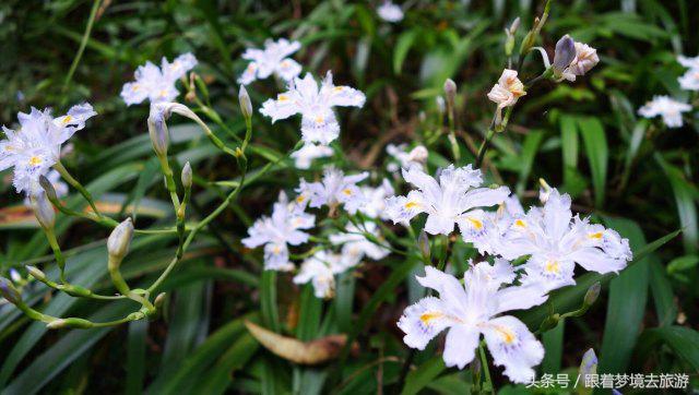 重庆最美黑山谷景区,重庆万盛黑山谷旅游如何