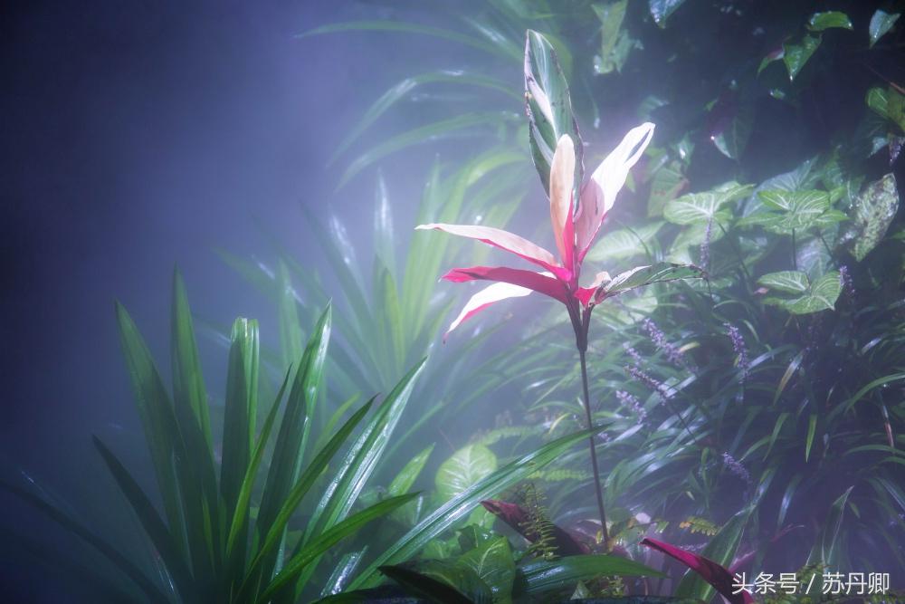 亚马逊热带雨林真实食人花,亚马逊雨林食人花