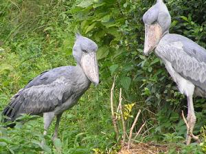 每日小科普有趣的冷知识分享,超有趣的冷知识你绝对不知道