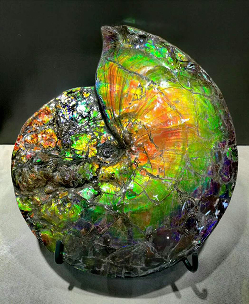 这个石展为何会从万众瞩目到一片哗然?