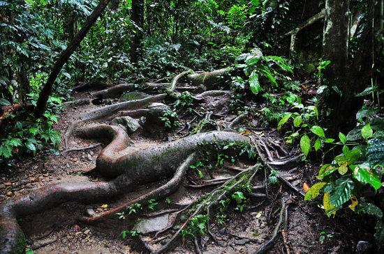 大自然新三层原木风地板批发价,大自然地板橡木之秋