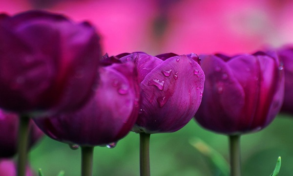 我国的国花是什么花正确答案,我国的国花是什么花