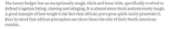 狼獾vs平头哥vs黄鼠狼,平头哥都怕的狼獾有多凶