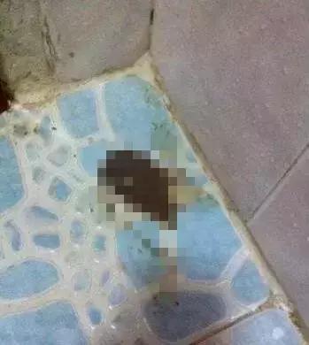 猫咪拉稀怎么治最快,猫咪拉稀怎么办快速治疗