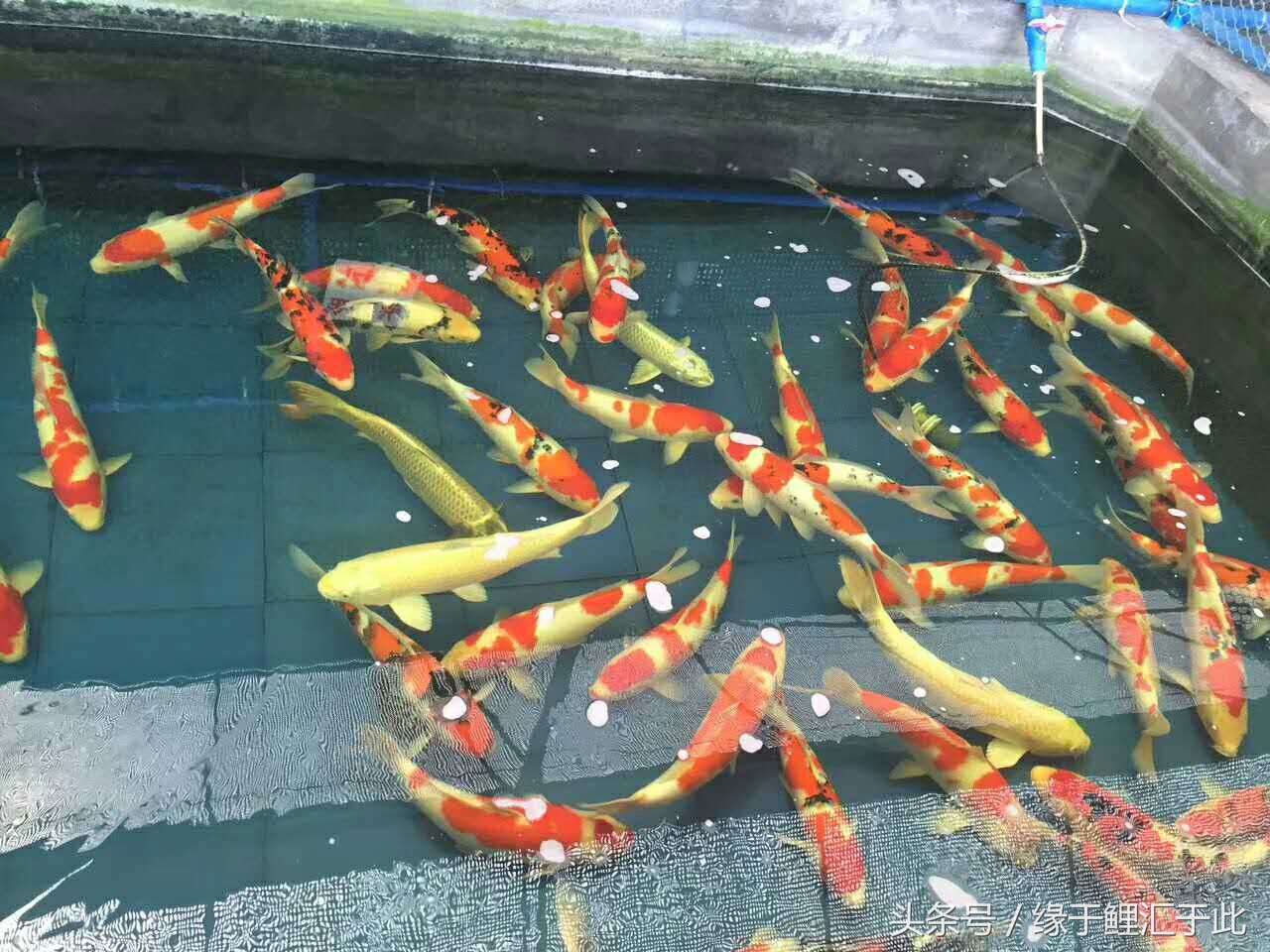 无鳞鱼体表粘液太多什么原因,鱼体表粘液增多是怎么回事