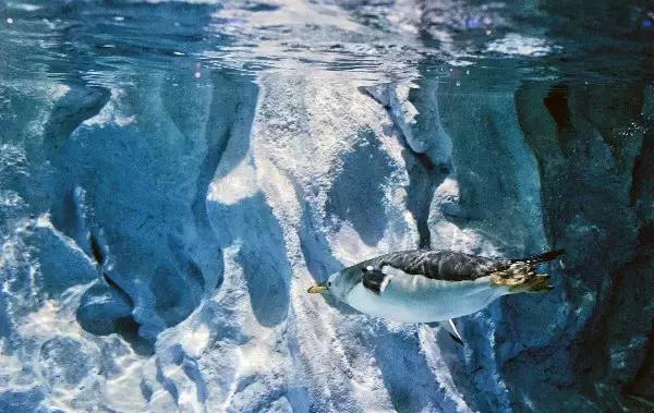 珠海横琴长隆海洋王国有什么,横琴口岸坐车珠海长隆海洋王国