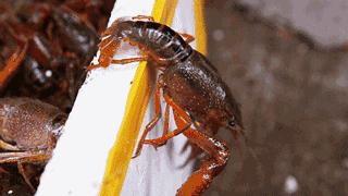 小龙虾的各种口味的做法,广东小龙虾的正确吃法