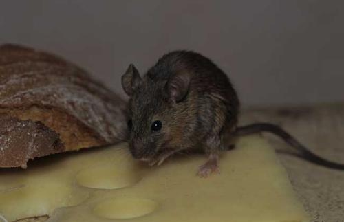 仓鼠越狱后很多小时才发现怎么办,仓鼠越狱怎么安慰