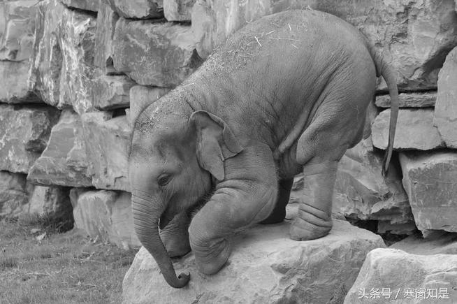 九型人格和disc性格测试的区别,九型人格分析3号偏8号型性格特点