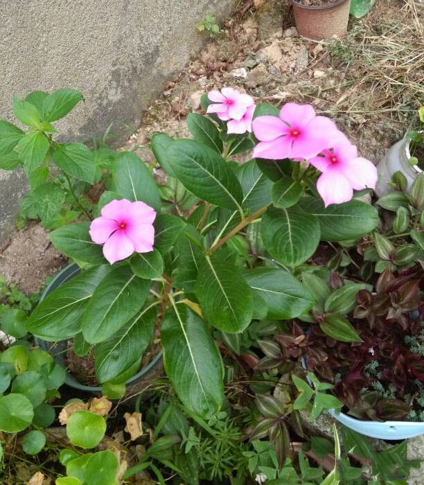 黑白色的曼珠沙华 (粉红色的曼珠沙华)