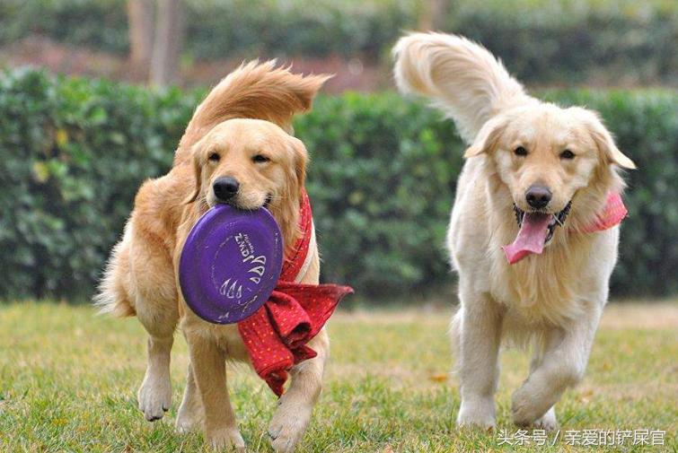 狗狗过分活泼怎么训练,狗狗太活泼咬人怎么办