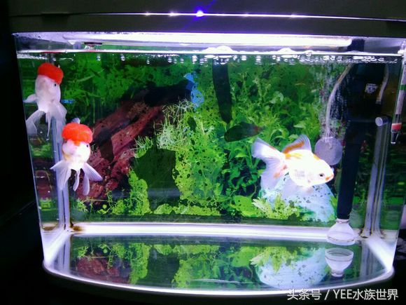 只加硝化细菌不换水能降低氨氮,每次换水之后必须加硝化细菌吗