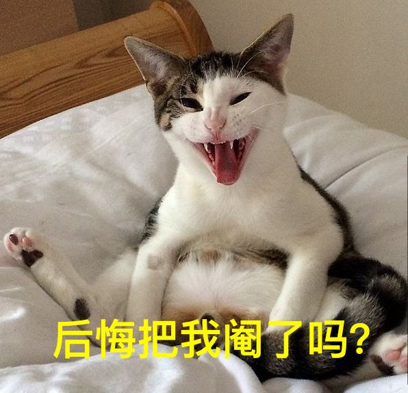 被人遗忘的灵异故事,中国关于猫的鬼怪传说