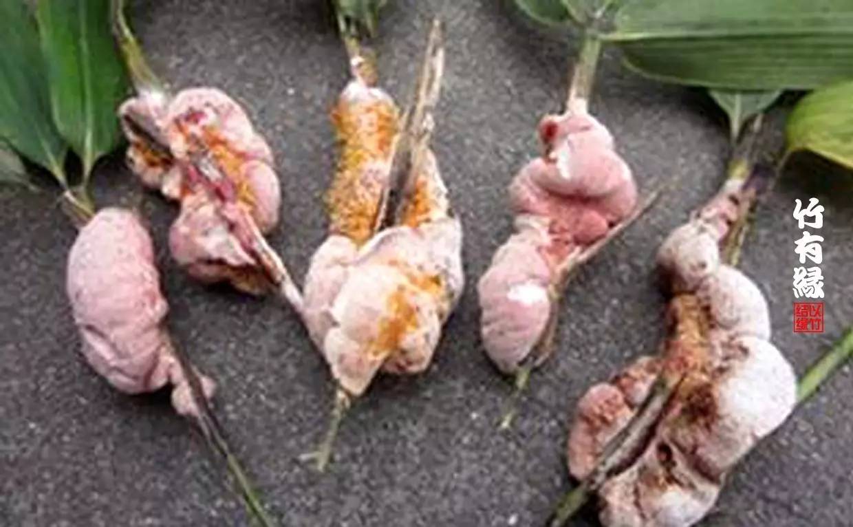 竹病害最佳防治方法,竹子养护小知识