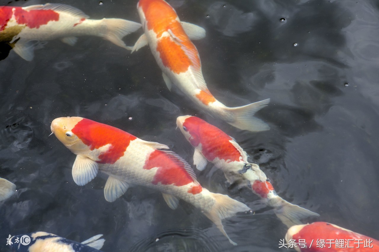 如何用中草药驱虫,如何正确使用驱虫药