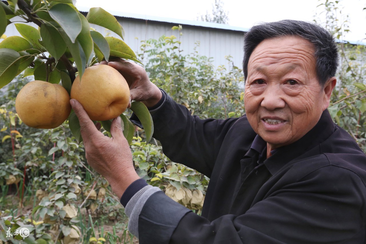 母梨和公梨怎么分,母梨和公梨哪个甜